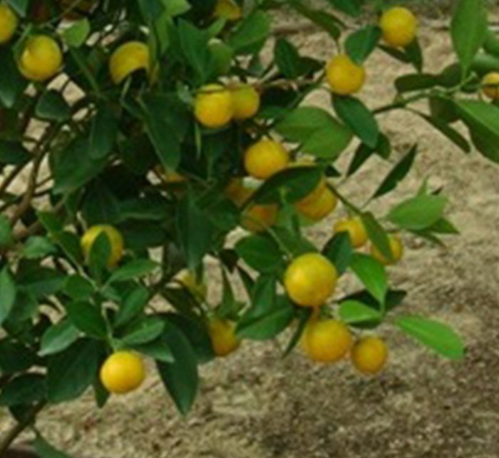 Citrus mitis or Chinese oranges البرتقال الصيني