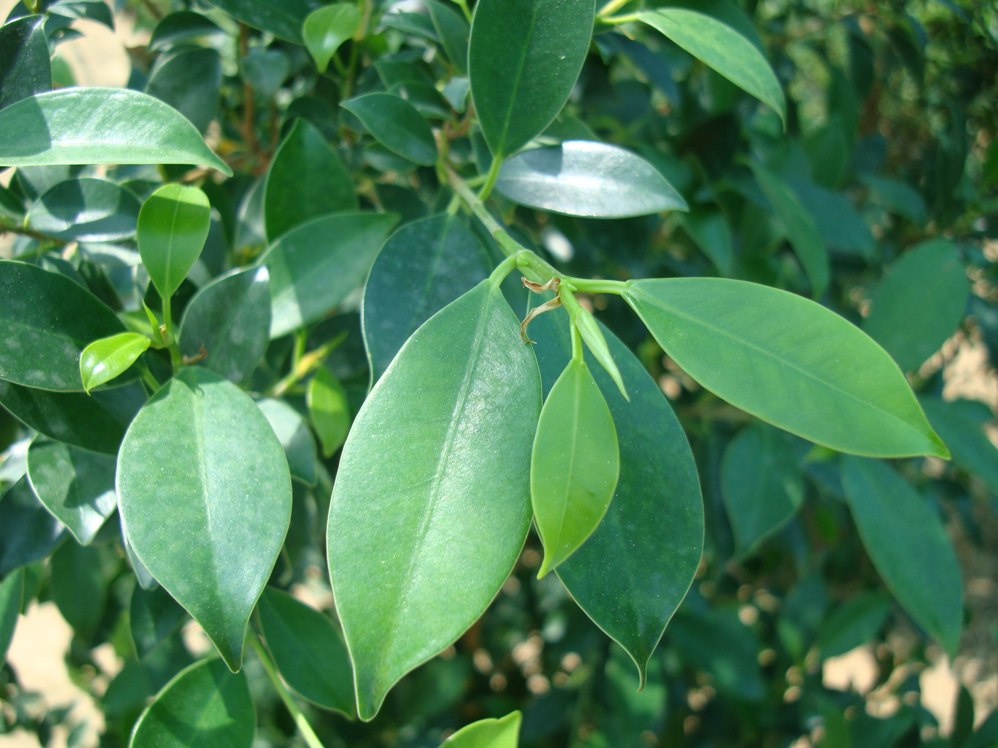 Ficus Nitida Or Indian Laurel Fig Buy Online Green Souq Uae.