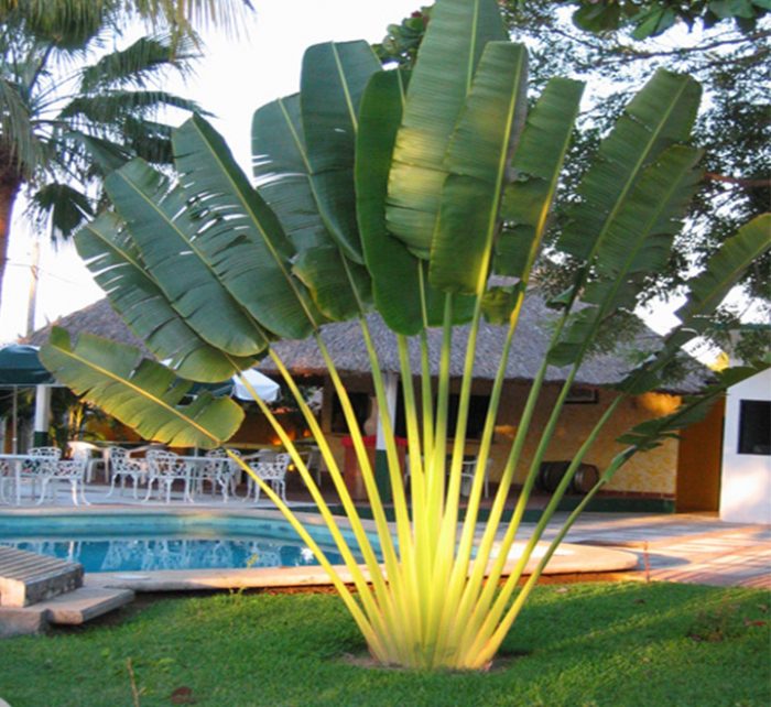 Ravenala madagascariensis “Traveller’s Palm”