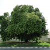 Albizia lebbeck “Lebbek tree or Frywood”