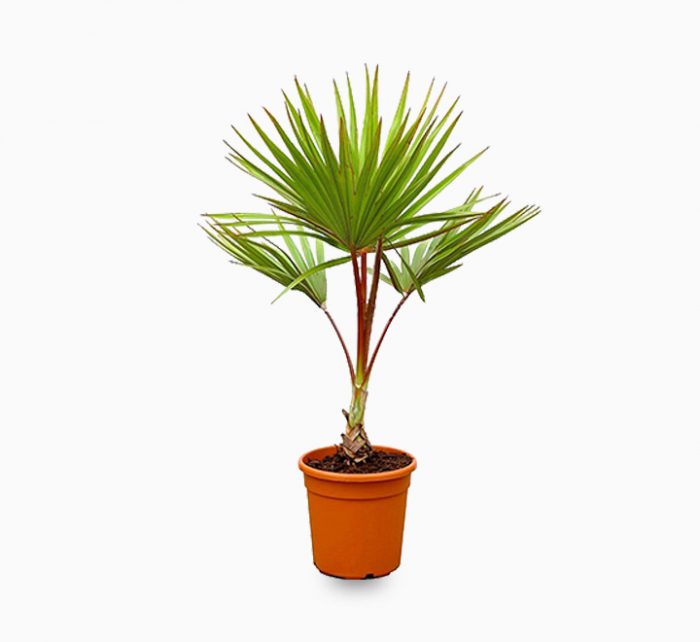 Latania lontaroides or Red Latan Palm