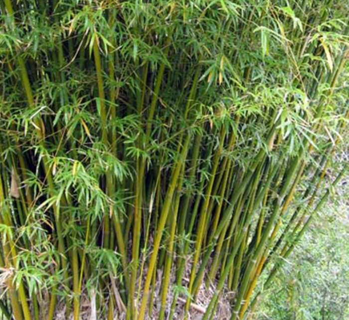 Bambusa multiplex “Chinese Dwarf Bamboo” 1.2 – 1.5m overall height