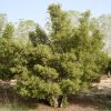 Conocarpus Erectus, Green Buttonwood