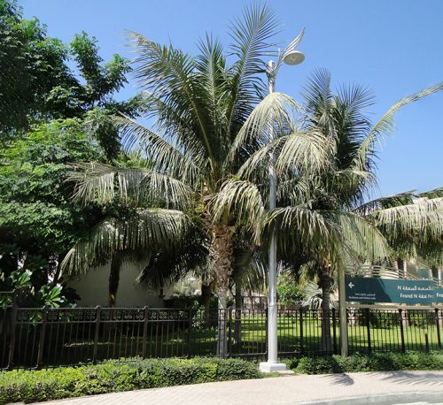 Cocos nucifera “Coconut Palm” نخلة جوز الهند
