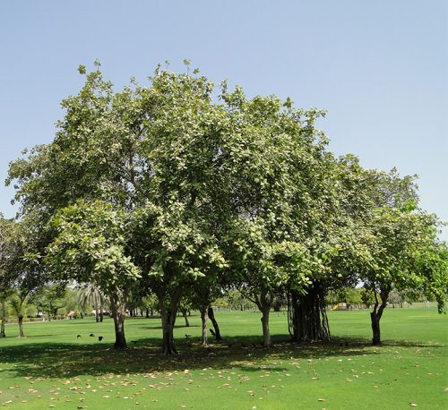 Ficus benghalensis or Banyan Fig 2.5 – 3.0m