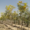 Tabebuia argentea or Golden Bell Tree 3.0 – 4.0m