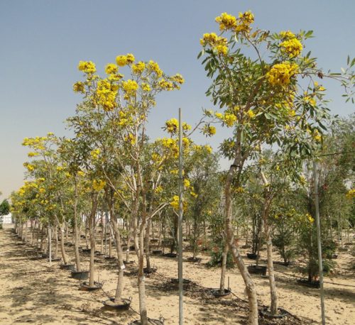 Tabebuia argentea or Golden Bell Tree 3.0 – 4.0m