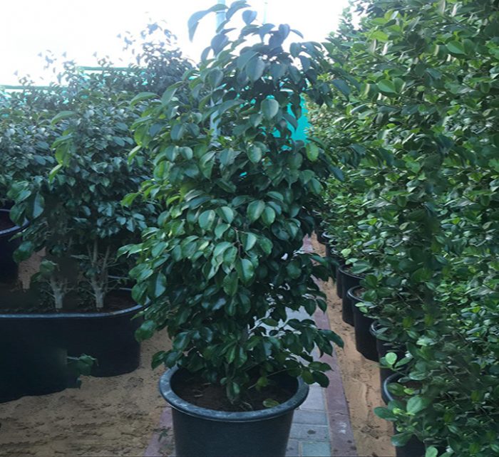 Ficus benjamina “Weeping Fig” 130-150cm