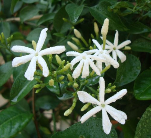 Jasminum grandiflora Or Jasmine Climber 80 – 100cm