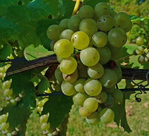 Vitis vinifera Or Grapes Vine العنب فاين