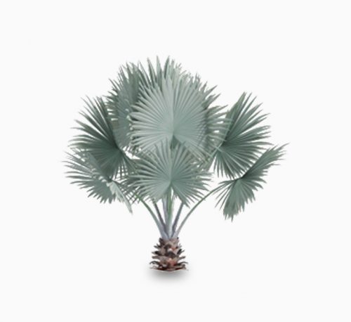 Brahea armata “Mexican Blue Palm” 80 – 100cm overall height