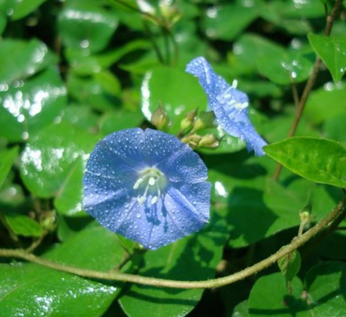 Jacquemontia pentantha “Sky Blue Cluster Vine” 80 – 100cm