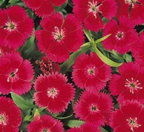 Dianthus Caryophyllus “Carnation or Clove Pink”