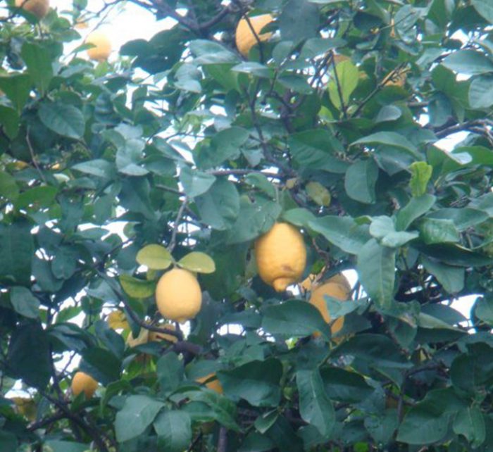 Citrus Lemon or Lemon Tree 1.5m ليمون