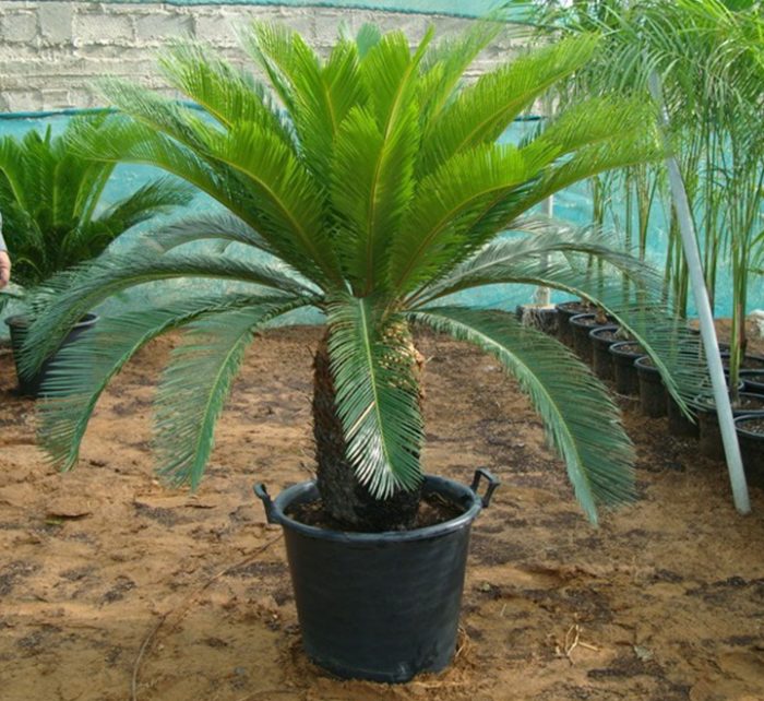 Cycas Revoluta “Sago Palm”
