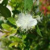 Myrtus communis “‎Myrtle” 40 – 60cm