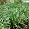 Dianella tasmanica “Variegata” or Tasman Flax-lily 25 – 35cm