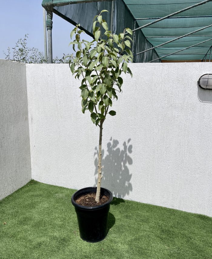 Ficus virens Green Souq