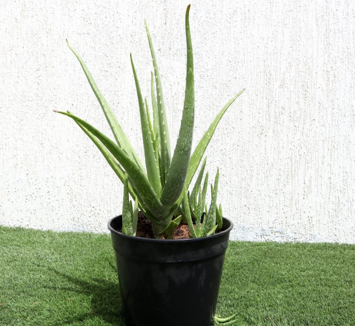 Aloe vera Green Souq