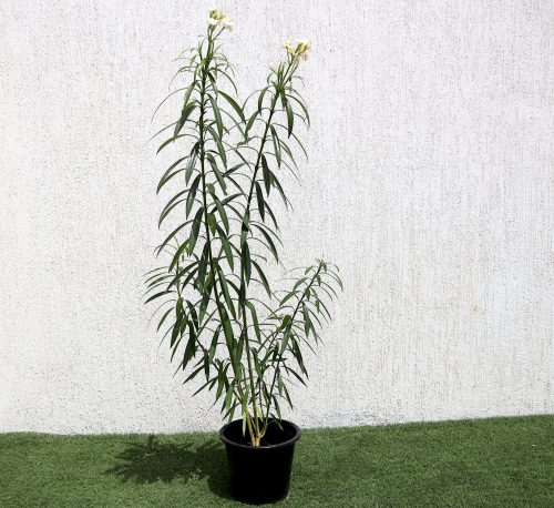 Nerium oleander Green Souq