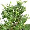 Carissa grandiflora Green Souq