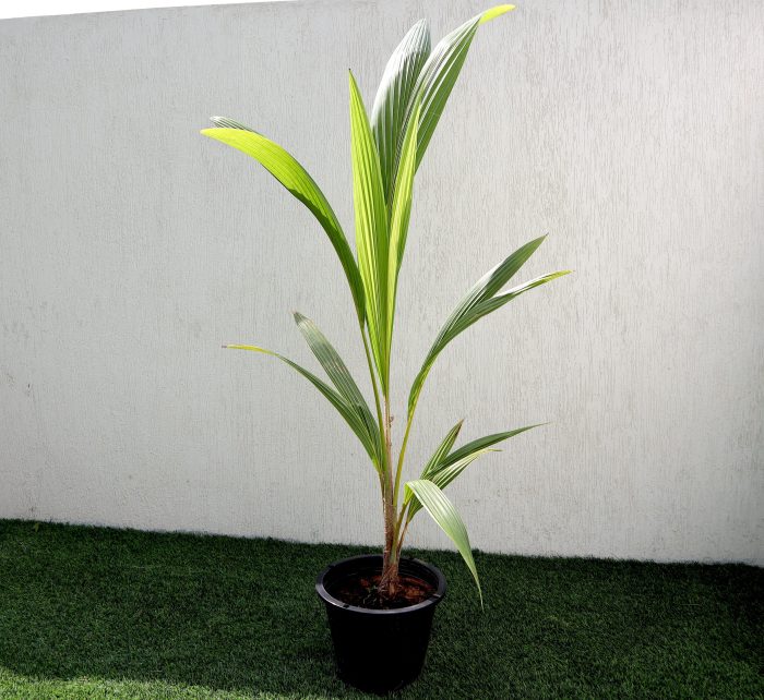 Cocos nucifera “Coconut Palm” نخلة جوز الهند Greensouq