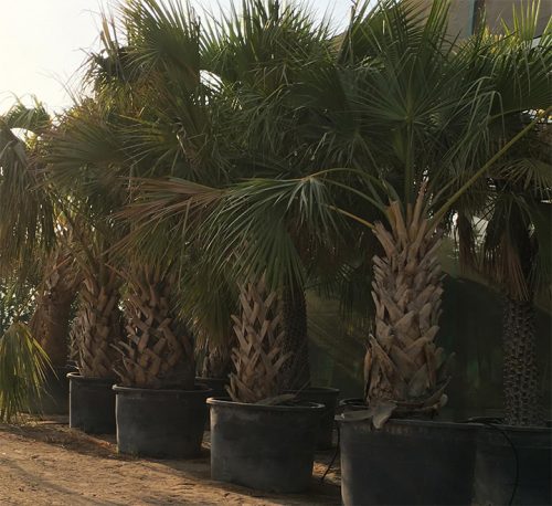 Sabal palmetto “Cabbage Palmetto, Sabal Palm, Carolina Palmetto”