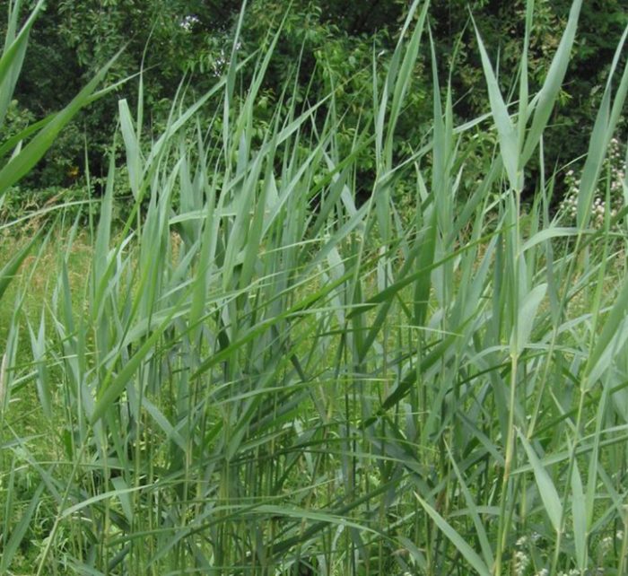 Phragmites australis “Common reed”