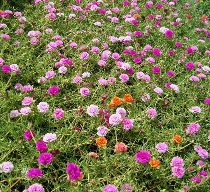 Portulaca hanging basket deals