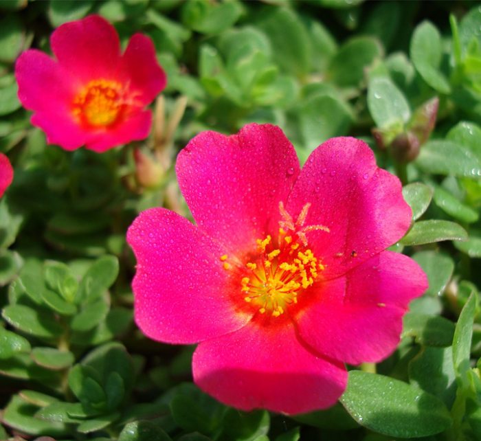 Portulaca grandiflora or Rose Moss