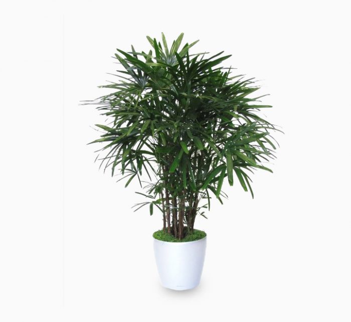 Rhapis excelsa “Lady Palm سيدة النخيل or Miniature Fan Palm” 80 – 100cm