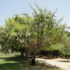 Schinus terebinthifolius or Brazilian peppertree 2.5m