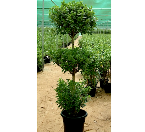 Ficus diversifolia Greensouq