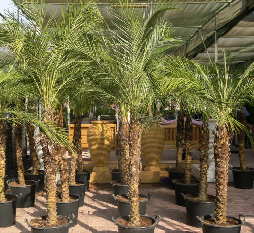 Phoenix roebelenii “Miniature date palm” Greensouq