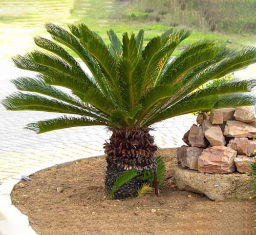 Cycas Revoluta “Sago Palm”