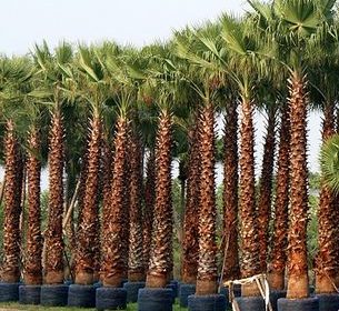 Washingtonia robusta “Mexican Fan Palm” Greensouq