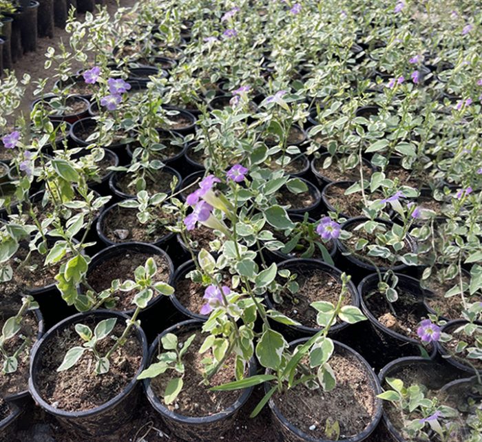 Asystasia gangetica “Chinese Violet” 10-15cm