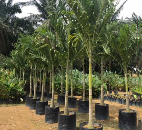 Veitchia merrillii “Manila Palm” 2.0 – 2.5m