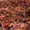 Acalypha wilkesiana “Copper Leaf” 30 – 40cm