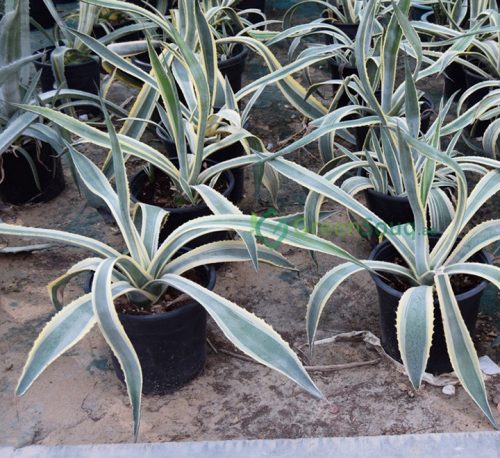 Agave americana marginata (Variegated Century Plant) 40 – 50cm