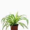 Chlorophytum comosum ‘Variegatum’ (Spider plant or Airplane plant)