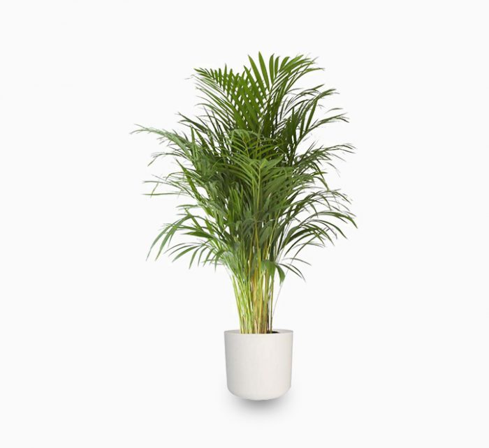 Chrysalidocarpus lutescens or Areca Palm