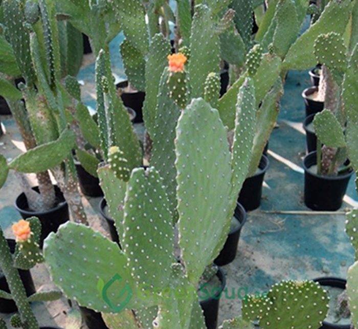 Opuntia ficus indica “Barbary or Indian Fig” 35-55cm