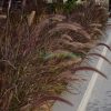 Pennisetum Rubrum (Purple Fountain Grass, African Fountain Grass, Tender Fountain Grass)