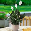 Spathiphyllum or Peace Lily “زنبق السلام”