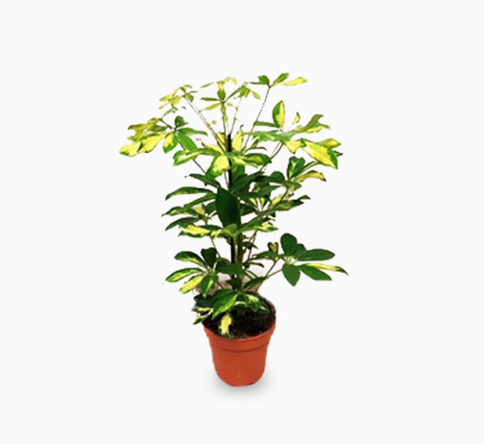 Schefflera arboricola ‘Gold Capella’ or Dwarf Umbrella Tree