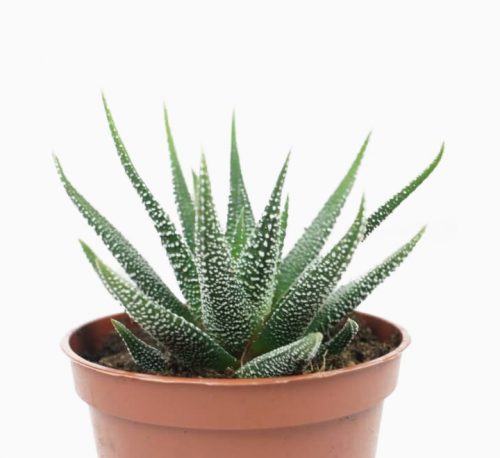 Haworthia fasciata or Zebra Cactus 10 – 15cm