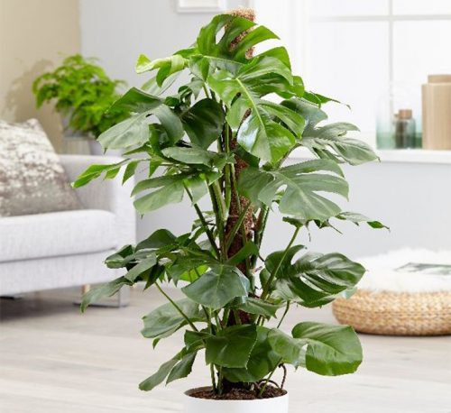 Monstera, the Hurricane or Swiss Cheese Plant 110-130cm