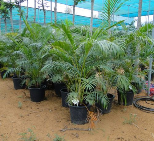 Chrysalidocarpus lutescens or Areca palm Outdoor Greensouq