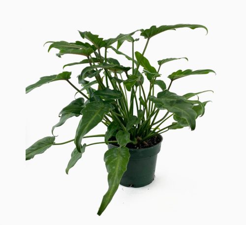 Philodendron xanadu 60 – 70cm